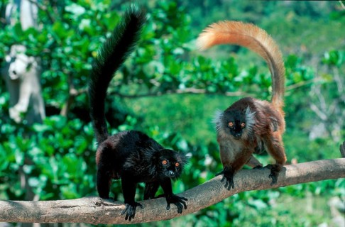 Black lemurs, pair, Nosy Komba (Lemur macaco), Madagascar, Africa