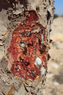 Wadi Dawqah, Incense Tree Cultures, UNESCO World Heritage Site, frankincense (Boswellia Sacra)
