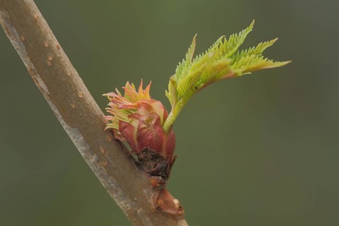 Young shoot of a forsythia (Forsythia x intermedia) with branch, leaf, plant, Luisenpark, Mannheim,