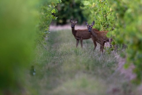 Fawns in summer, Wittlich, Rhineland-Palatinate, Germany, Europe