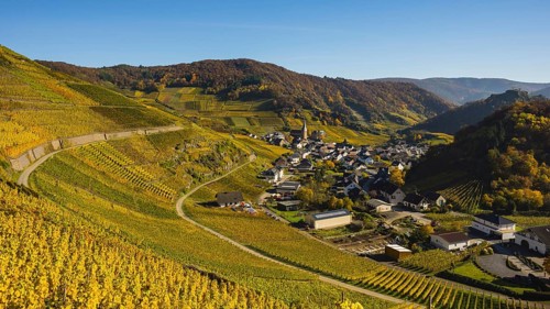 Vineyards in autumn, Mayschoß with parish church, red wine growing region Ahrtal, red wine of the