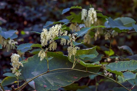Flowering Japanese knotweed (Reynoutria japonica), Bavaria, Germany, Europe