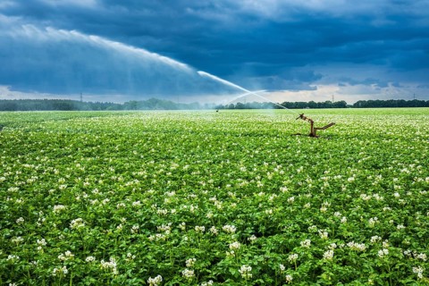 Irrigation, potato field near Zarrentin, Mecklenburg-Western Pomerania, Germany, Europe