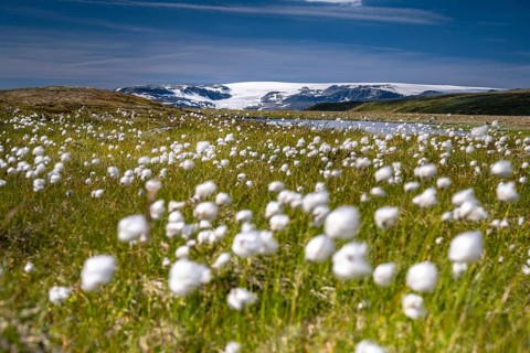 Cotton grass in the landscape of the Hardangervidda plateau, Norway, Europe