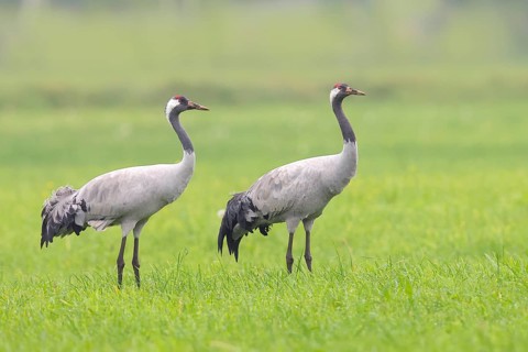 Crane, common crane (Grus grus) Pair standing in a meadow in autumn, Rehdener Geestmoor, Dümmer