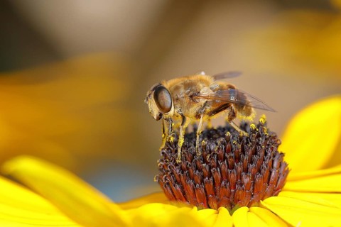 Dronefly (Eristalis tenax), collecting nectar on yellow coneflower (Echinacea paradoxa), Wilden,