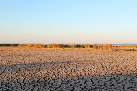 Heavily desiccated soil with reeds, Illmitz, Lake Neusiedl, Lake Neusiedl-Seewinkel National Park,