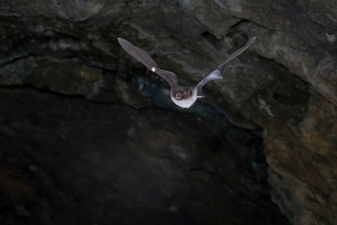 Daubenton's bat (Myotis daubentonii) ringed water bat flying from the summer roost of a cave, Lower