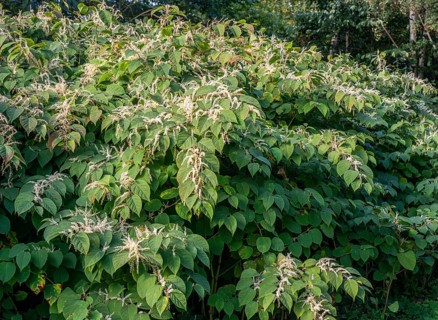 Flowering Japanese Knotweed (Fallopia Japonica), an invasive piece in Abbekås, Skurup Municipality,