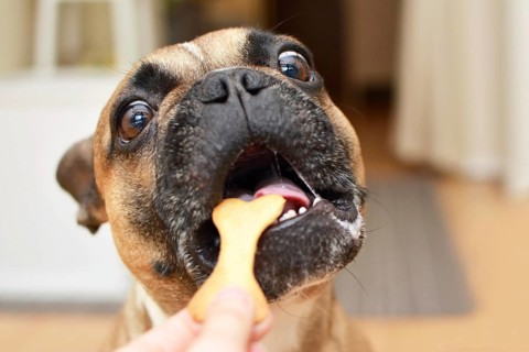 Funny brown French Bulldog dog with wide open eyes with greedy look and mouth getting a bone shaped