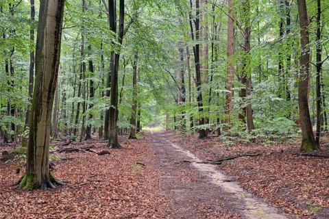 Hiking trail leads through a mixed forest, Lüßwald, Südheide nature park Park, Lüneburg Heath,