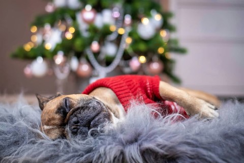 Cute tired French Bulldog dog wearing a red knitted Christmas sweater sleeping on cozy fur blanket