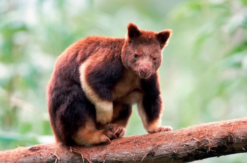 Goodfellow's Tree Kangaroo (Dendrolagus goodfellowi buergersi)