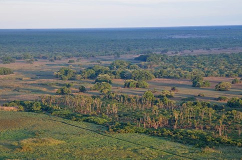 Mushitu Forest or Swamp Forest, Kasanka National Park, Zambia, Africa