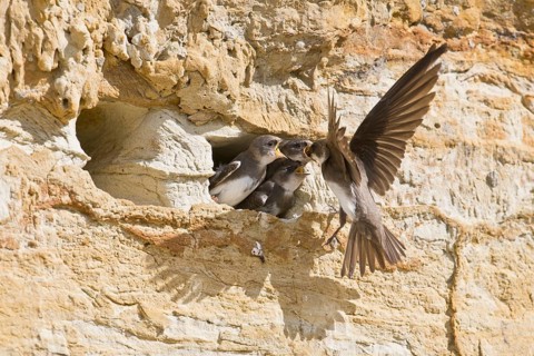 Sand martins (Riparia riparia), Emsland, Lower Saxony, Germany, Europe