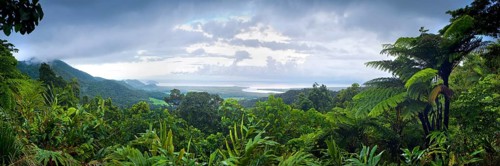 Panorama, overview, rainforest, jungle, tropical forest, tropics, rain, nature, landscape, Daintree