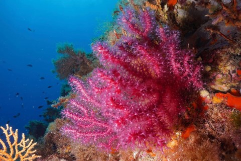 Violescent sea-whip (Paramuricea clavata) with open polyps in the Mediterranean near Hyères. Dive