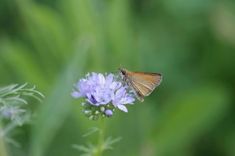 Butterfly, brown fathead butterfly, fathead, macro, widow's flower, blossom, nature, close-up of a