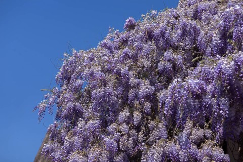Flowering blue vine (Wisteria), Baden-Württemberg. Germany
