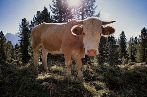 Cow, Sella Pass, Selva di Val Gardena, Val Gardena, South Tyrol, Italy, Europe