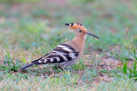 Hoopoe (Upupa epops), foraging in a meadow, Lake Neusiedl National Park, Seewinkel, Northern