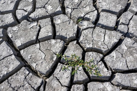 Plant and cracked soil, heavily dried out Zicksee, Lake Neusiedl-Seewinkel National Park,