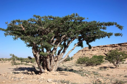Wadi Dawqah, Incense Tree Cultures, UNESCO World Heritage Site, frankincense (Boswellia Sacra)