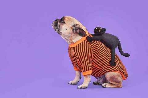 Funny Halloween dog costume. French Bulldog with spooky black cat riding on its back on purple