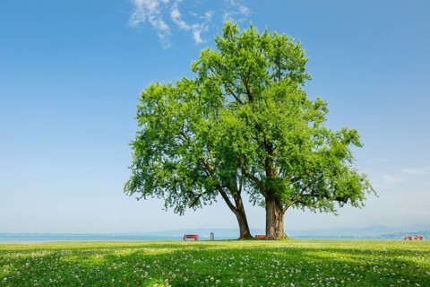 Large single silver maple on the shore of Lake Constance near Arbon in Thurgau