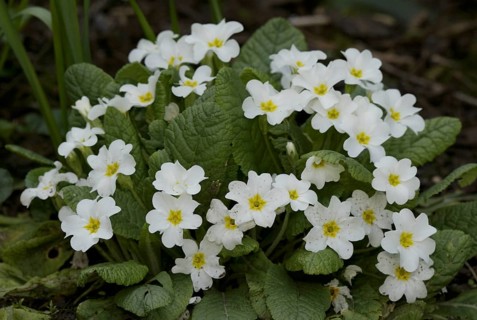Primrose (Primula vulgaris)