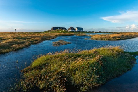 Hamburger Hallig, Reußenköge, North Frisia, dwelling mound, reed houses, grasses, sheep, evening