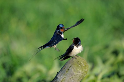 Barn swallows (Hirundo rustica), pair, male flies to copula, swallow, swallows, Netherlands