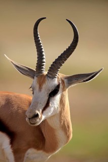 Springbok, Mountain Zebra National Park, South Africa (Anitdorcas marsupialis)