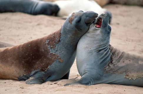 Northern elephant seals (Mirounga angustirostris), Northern, elephant seal, male, California, USA,