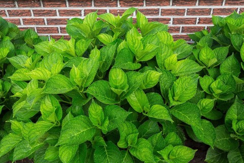 Bigleaf Hydrangea (Hydrangea macrophylla) leaves covered with raindrops in summer, Quebec, Canada,