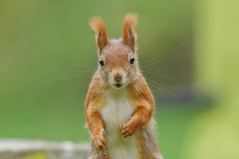 Eurasian red squirrel (Sciurus vulgaris), animal portrait, frontal view, Wilden, North