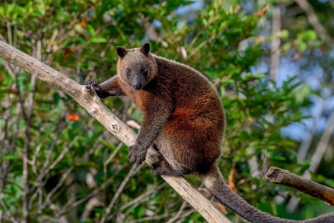 Doria tree kangaroo (Dendrolagus dorianus) in a nature park, Mount Hagen, Western Highlands, Papua