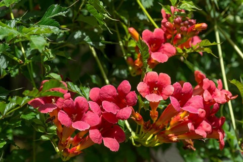 Flowers of a trumpet creeper (Campsis), Bavaria, Germany, Europe