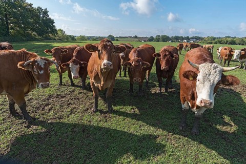 Buntscheck cows on pasture, Franconia, Bavaria, Germany, Europe