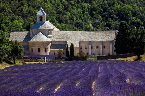 Monastery, Cistercian Abbey Abbaye Notre-Dame de Sénanque, with lavender field, Vaucluse, Provence,