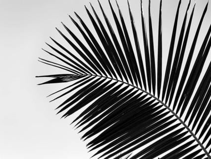 Structure of a palm frond, close-up, backlight, black and white shot