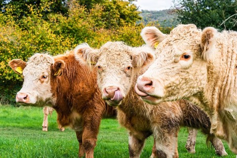 Bulls and Cows on Devon Farms from a drone, English Village, England, United Kingdom, Europe
