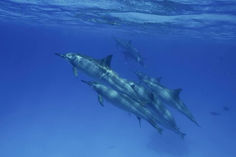 Group, School of spinner dolphin (Stenella longirostris), Spinner Dolphin, Spinner Dolphin, Dive