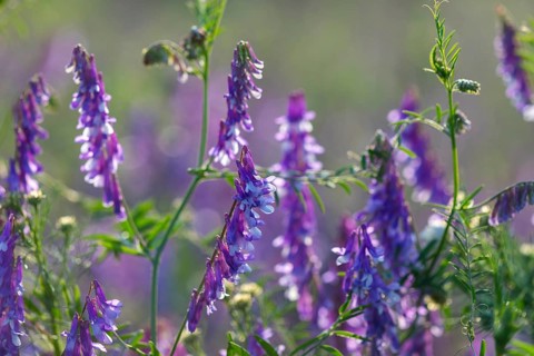 Common vetch (Vicia caracca), butterfly family (Fabaceae), Otterswang, Pfullendorf, Linzgau,