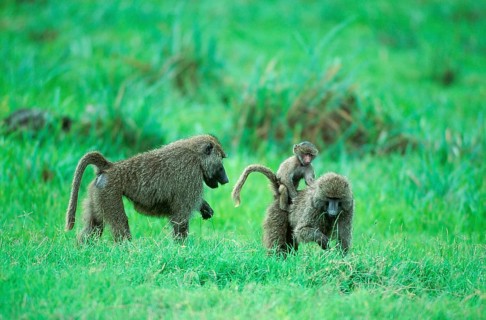 Anubis Baboons (Papio anubis), pair with young, Lake Manyara, Tanzania (Papio cynocephalus anubis),