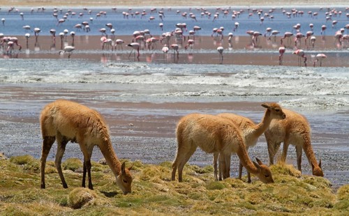 Vicunias (Vicugna vicugna) (Llama vicugna), Vicuna, lagoon, Altiplano, Chile, South America