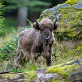 European bison (Bison bonasus) young animal in near-natural habitat, captive, Germany, Europe