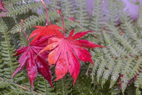 Japanese fan maple (Acer palmatum Trompenburg), autumn leaves on fern, Emsland, Lower Saxony,
