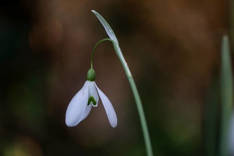 Snowdrop (Galanthus nivalis Magnet), Emsland, Lower Saxony, Germany, Europe