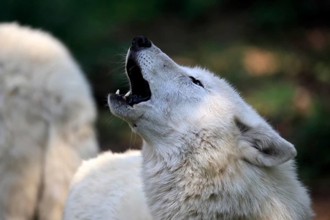 Arctic wolf (Canis lupus arctos), white wolf, Arctic wolf, adult, howling, in summer, captive,